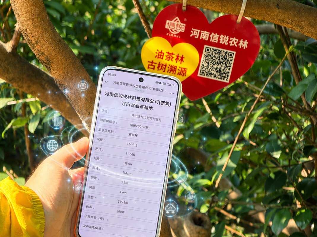 扫码查看古油茶树溯源信息