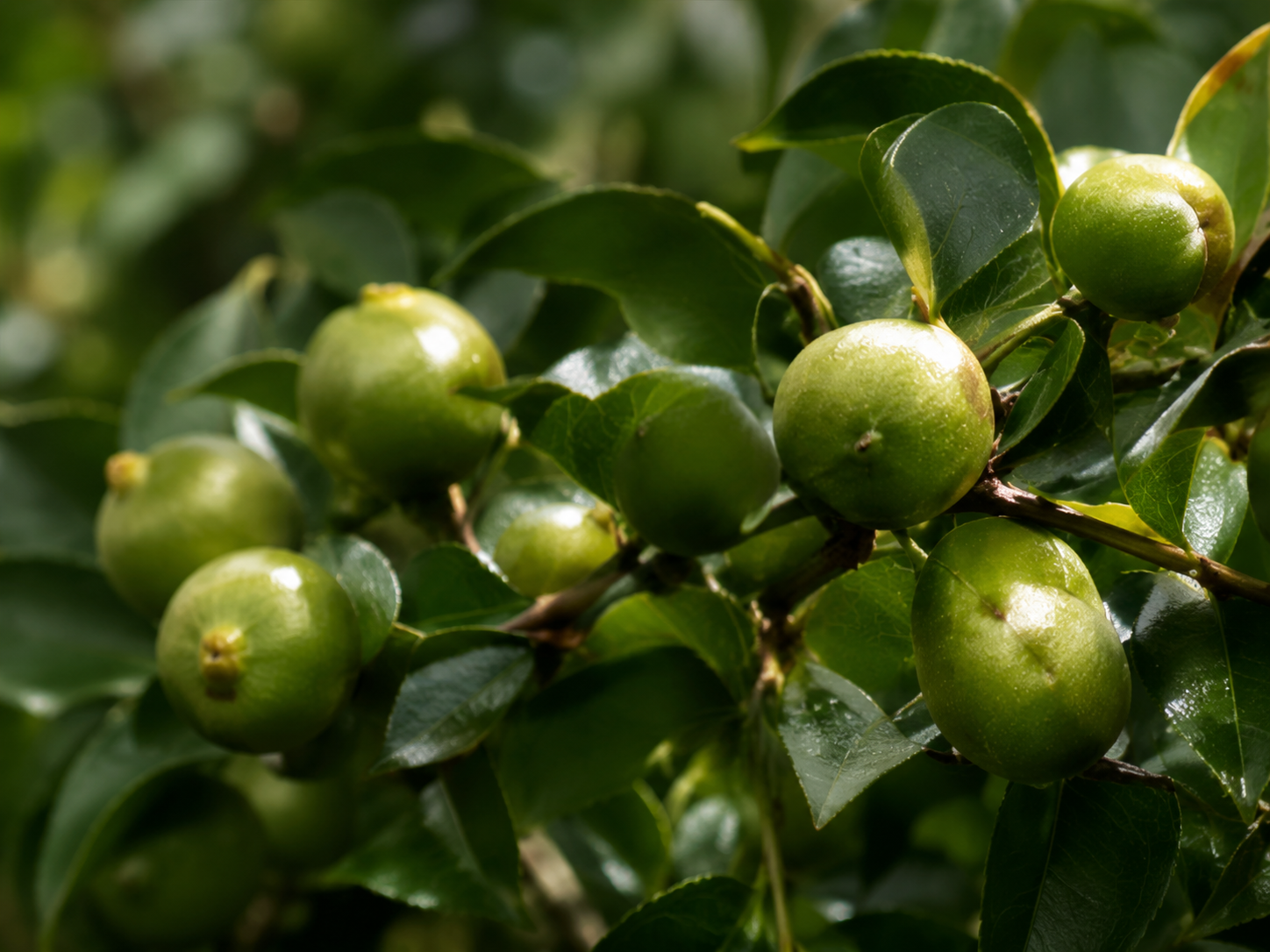信锐油茶林迎来丰收季
